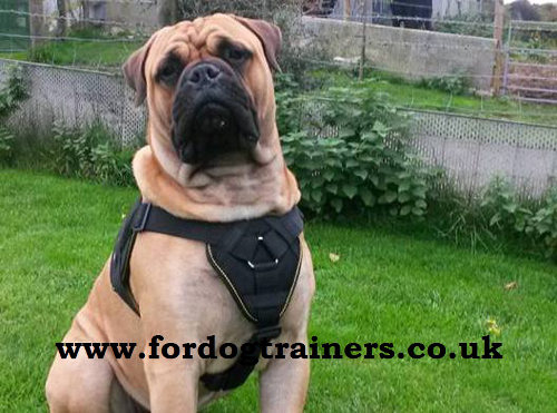 Big Dog Nylon Harness