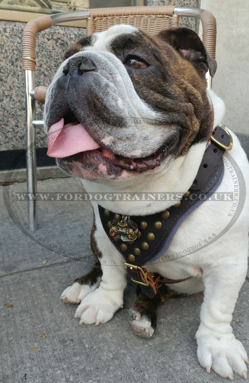 Studded Harness for English Bulldog
