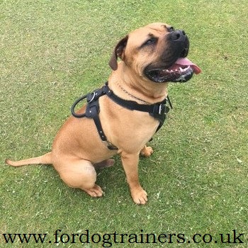 presa canario harness uk