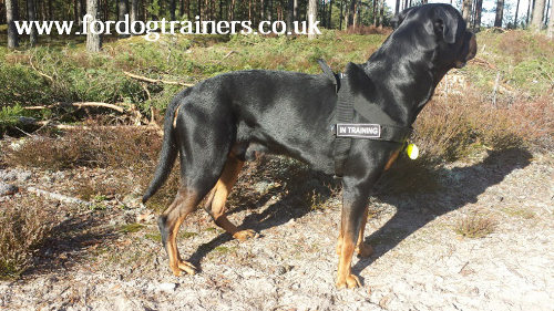 Rottweiler Harness UK Bestseller