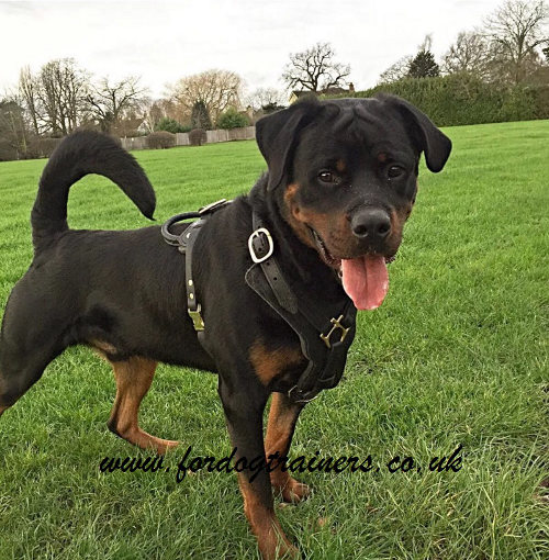 Rottweiler harness UK favourite