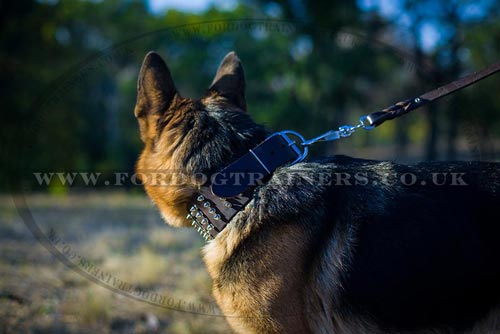 Leather Dog Collar for Sale