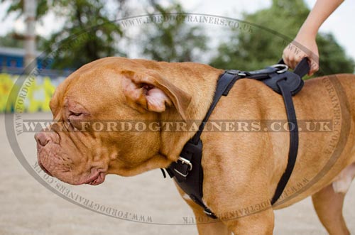 X-Large Leather Dog Harness for Big Dogs