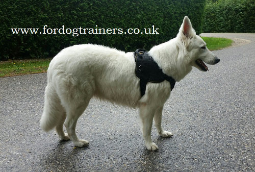 Walking dog harness