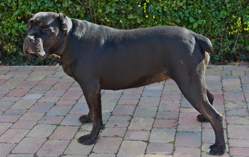 Large Dog Collar for Cane Corso