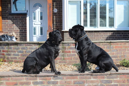 Large Dog Collar for Cane Corso