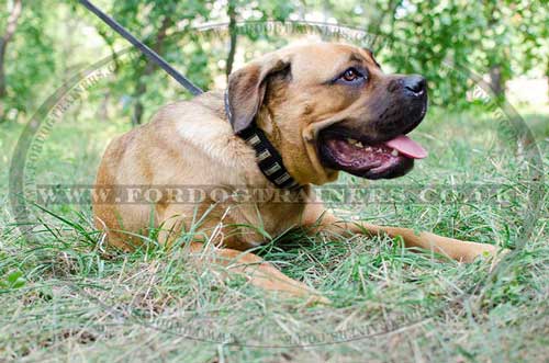 leather dog collars for cane corso mastiff
