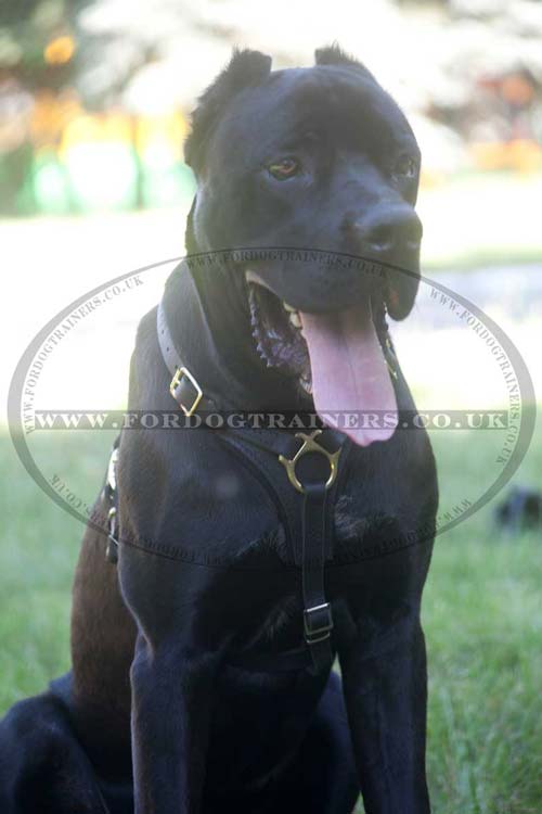 Cane Corsos dog harness