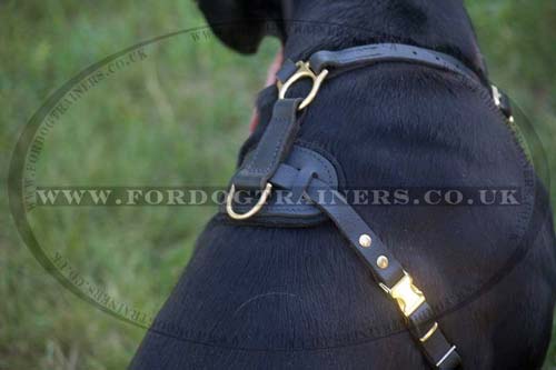 cane Corsos dog harness