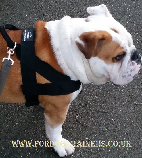 English Bulldog harness