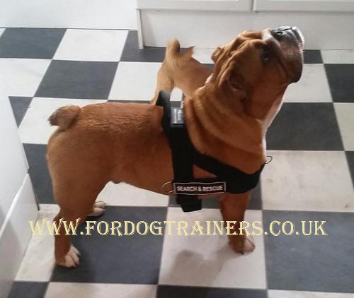 English Bulldog harness