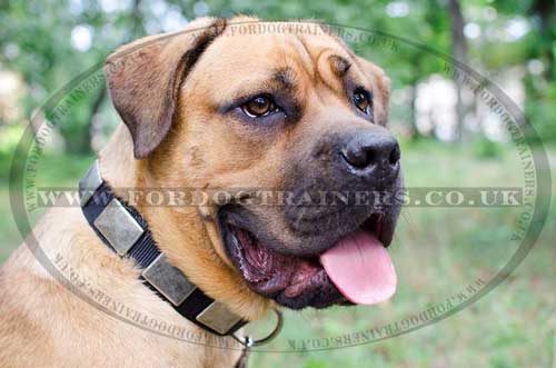 Nylon Dog Collars for Mastiffs
