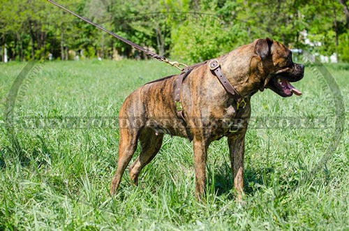 Luxury dog harness UK