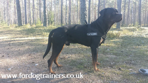 Rottweiler Harness UK Bestseller