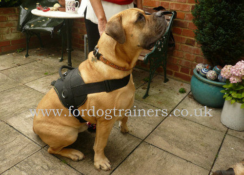 The Best Dog harness for Mastiff