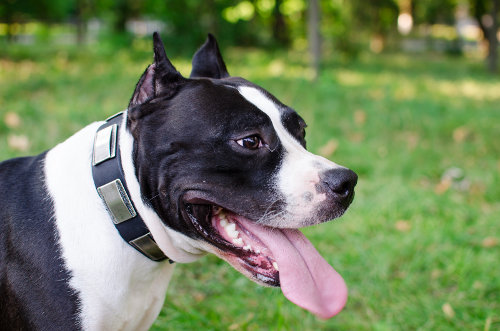 designer dog collars on amstaff