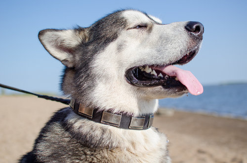 designer dog collars on Malamute