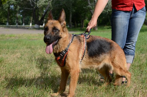 German Shepherd