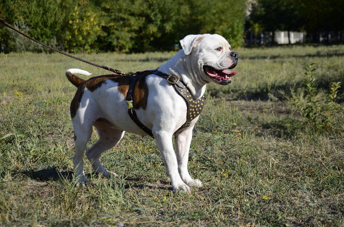 designer dog harness