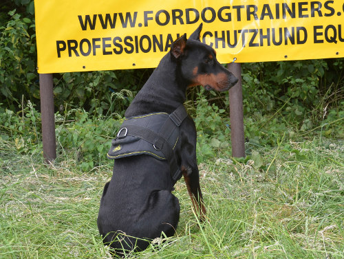 Doberman harness with handle