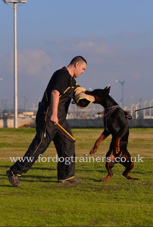 Doberman Training Dog Harness