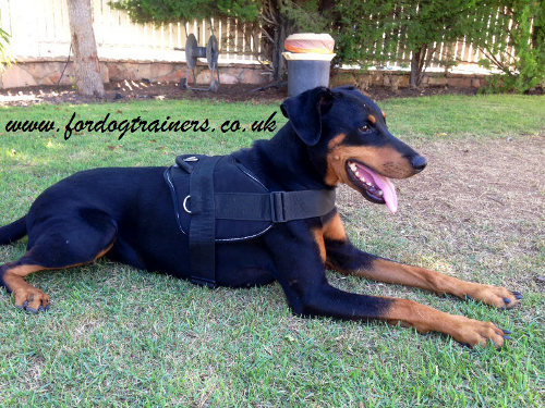 Doberman dog harness with handle