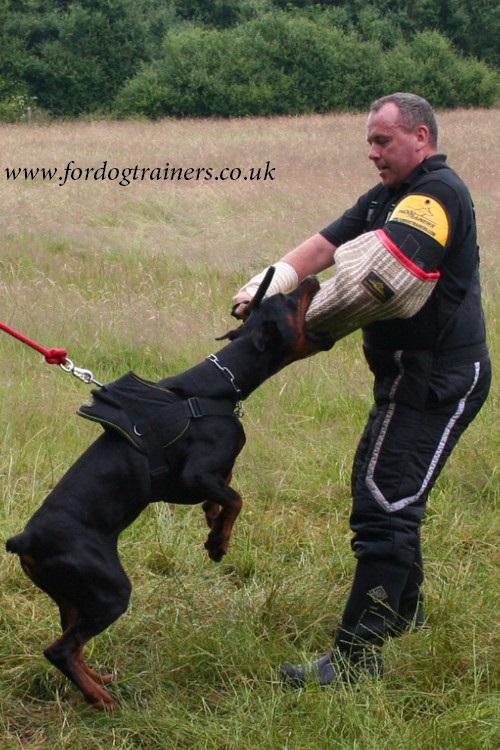 Doberman dog harness with handle