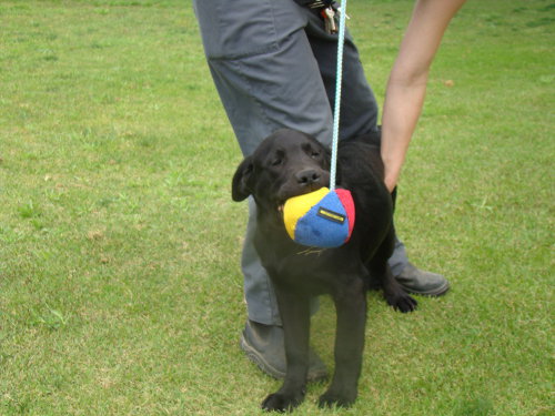 Dog Biting Toys