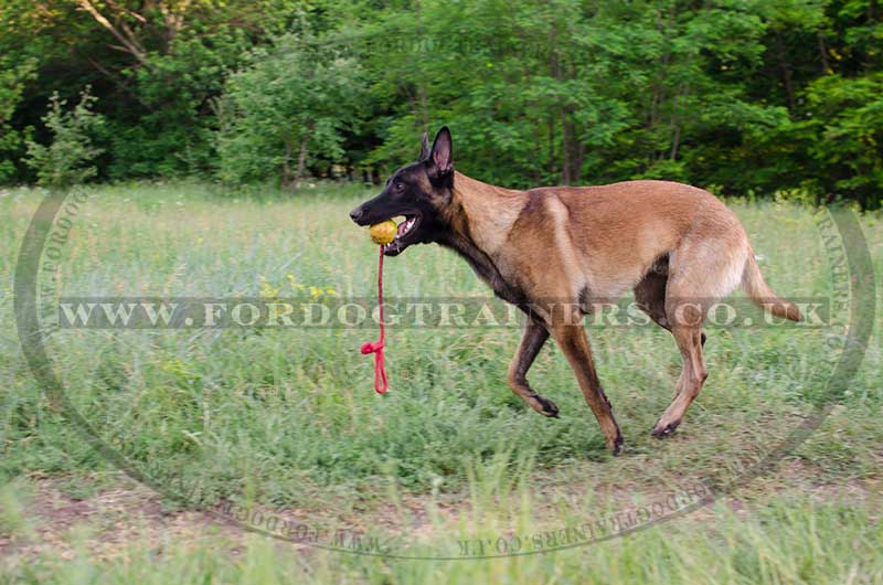 Rubber Dog Ball With A Rope