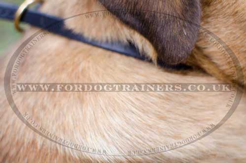 dog choke collars for cane corso dogs