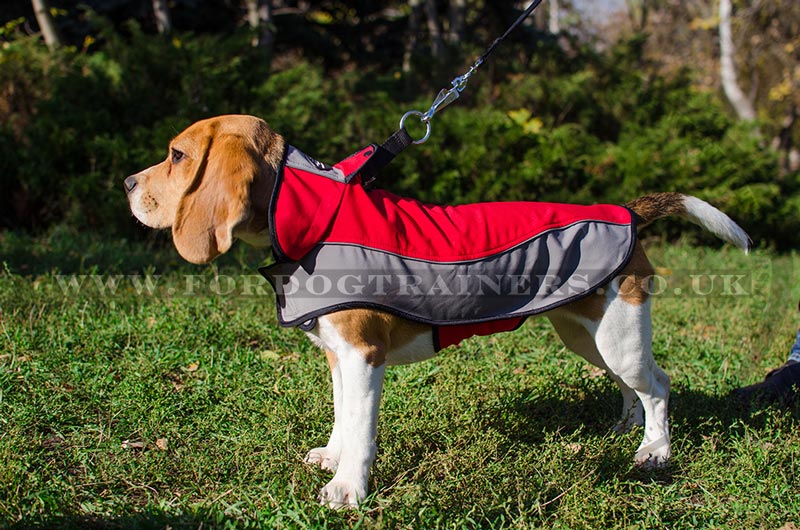 Beagle coat shop