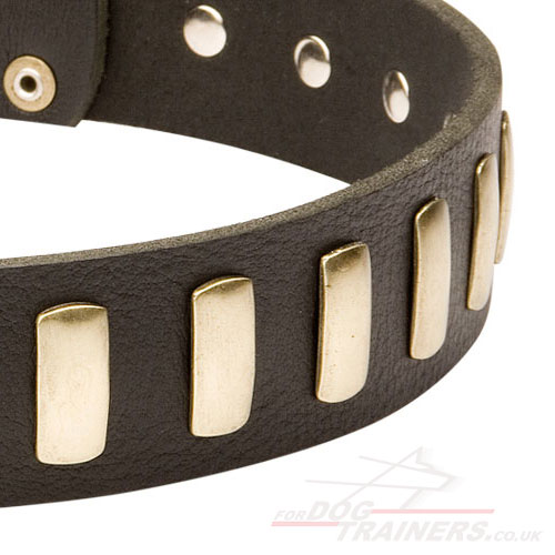 brass studded leather dog collar for Caucasian Ovcharka