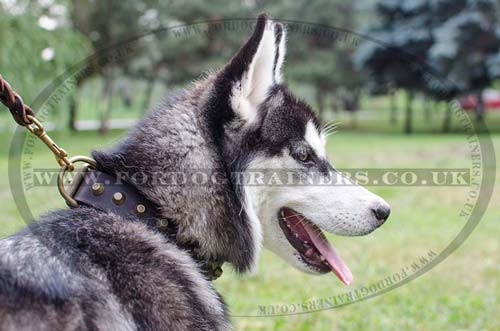 husky dog collar