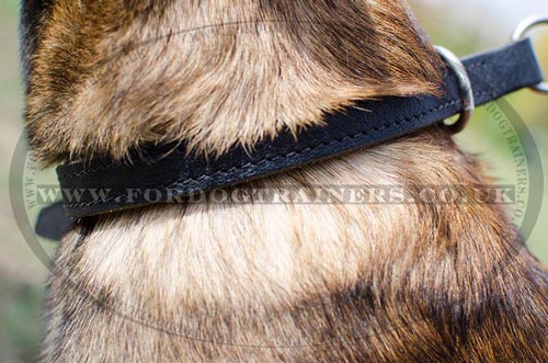 Dog slip collar for Malinois