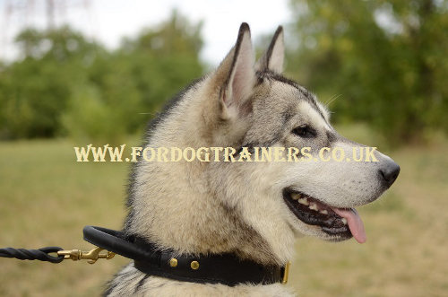 Siberian Husky dog collar with handle