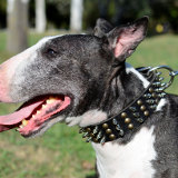 Spiked dog collar