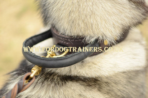 Dog collar with handle for Husky
