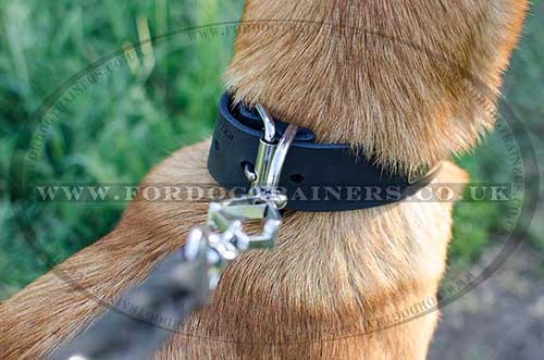 dog collar with id plate