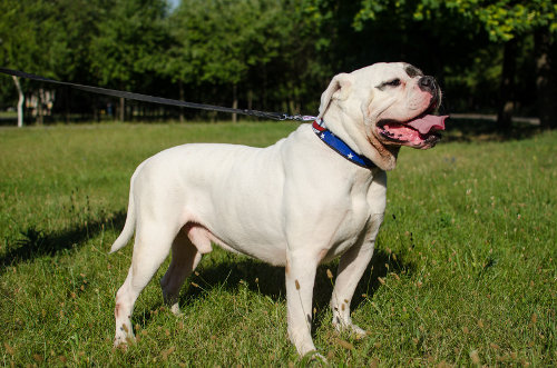 dog collars for bulldogs