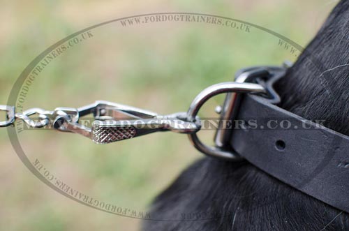 dog collars leather