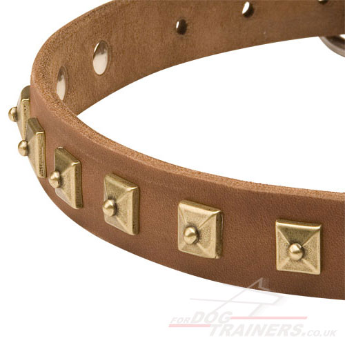 Dog collars with studs