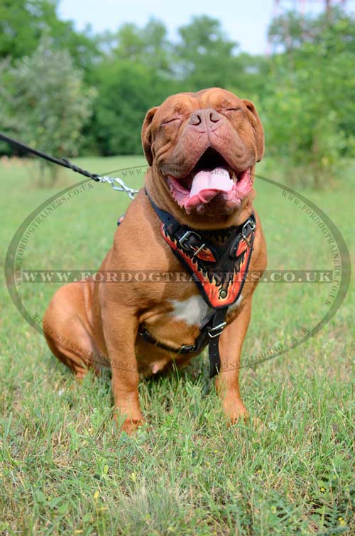 Harness for Dogue de Bordeaux