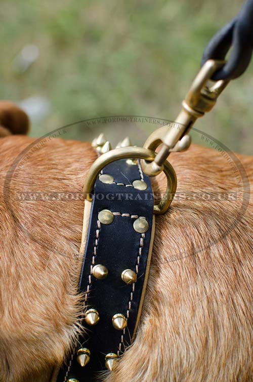 dog de bordeaux collar