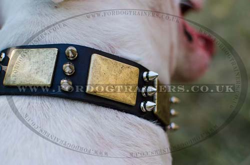 Dog Fashion Collar for Bull Terrier