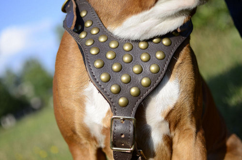 dog leather harness