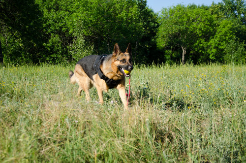 Dog Harness for Large German Shepherd