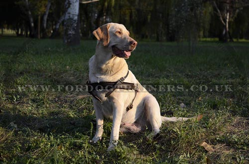 Dog harness for Labrador