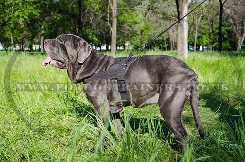 Dog Walking Harness for Neapolitan Mastiff