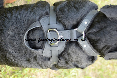 Rottweiler harness for attack/agitation training