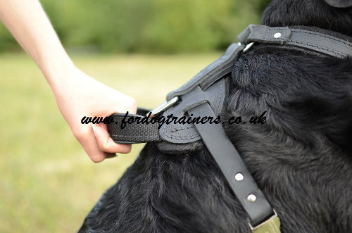 Rottweiler harness for attack/agitation training